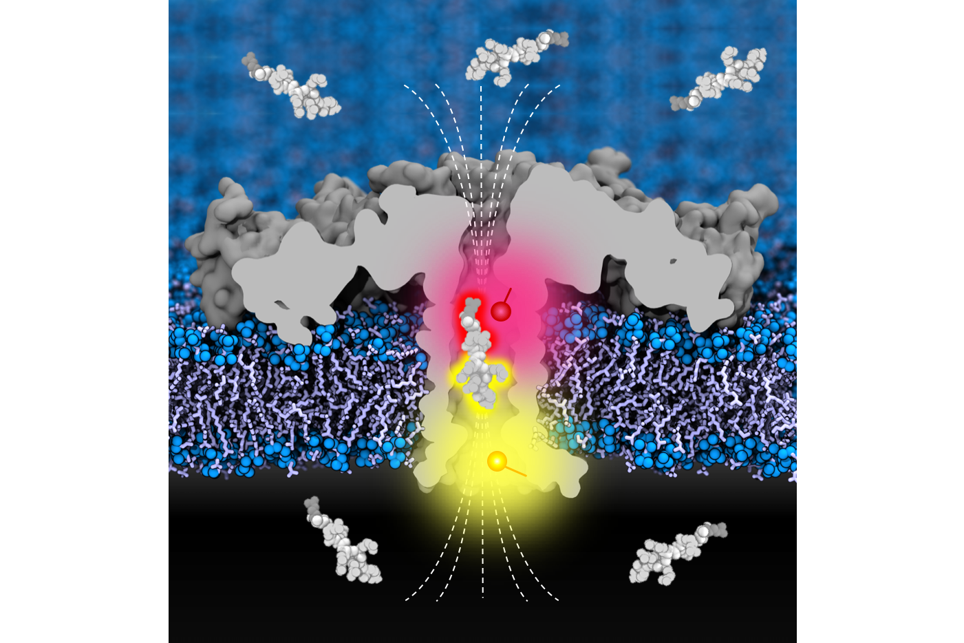 new-strategy-for-clinically-relevant-protein-sequencing-english