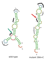 "Stille Mutationen“ können Krebszellen verändern "Stille Mutationen“ können Krebszellen verändern