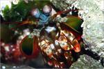 All Eyes on the Mantis Shrimp All Eyes on the Mantis Shrimp