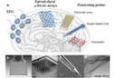 Conductive polymers in neural interfaces Conductive polymers in neural interfaces
