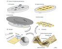 Highly conformable implants for neural applications Highly conformable implants for neural applications