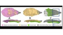 New insights into the movement of pine cone scales New insights into the movement of pine cone scales