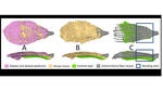 New insights into the movement of pine cone scales New insights into the movement of pine cone scales