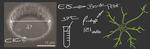 Performance test for neural interfaces Performance test for neural interfaces