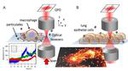 The interaction between particles and lung cells The interaction between particles and lung cells