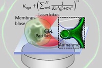 The uptake of bacteria in cells The uptake of bacteria in cells