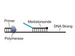 Kostengünstige Detektionsplattform „Mediator Probe PCR“ entwickelt
