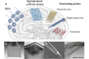 Conductive polymers in neural interfaces