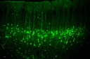 Neuronal activities in the sensorimotor cortex