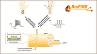 Project BioFINE to improve bionic prostheses